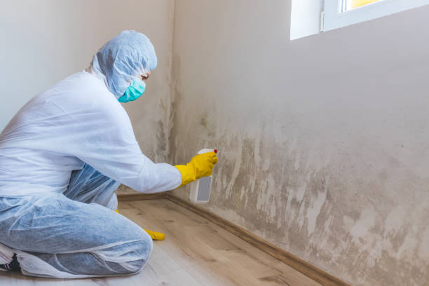 Licensed Basement Mold Removal service in Valrico, FL - WQB Mold Removal