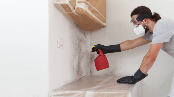 Professional Basement Mold Removal technician working in Valrico, FL