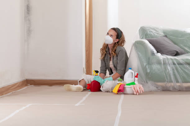 Reliable Basement Mold Removal contractor in Valrico, FL by WQB Mold Removal